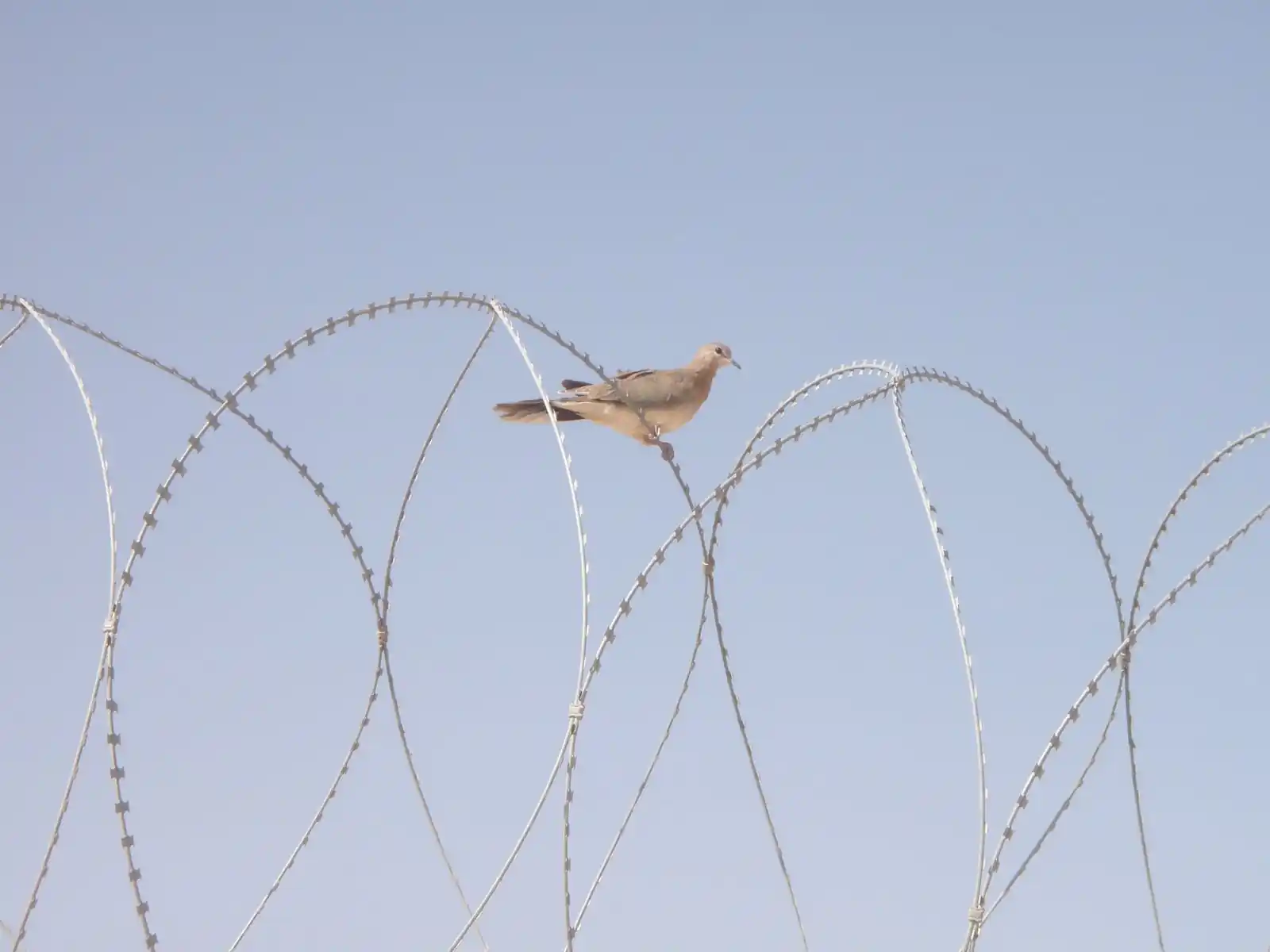 A dove perched on a coil of concertina wire against a clear blue sky.